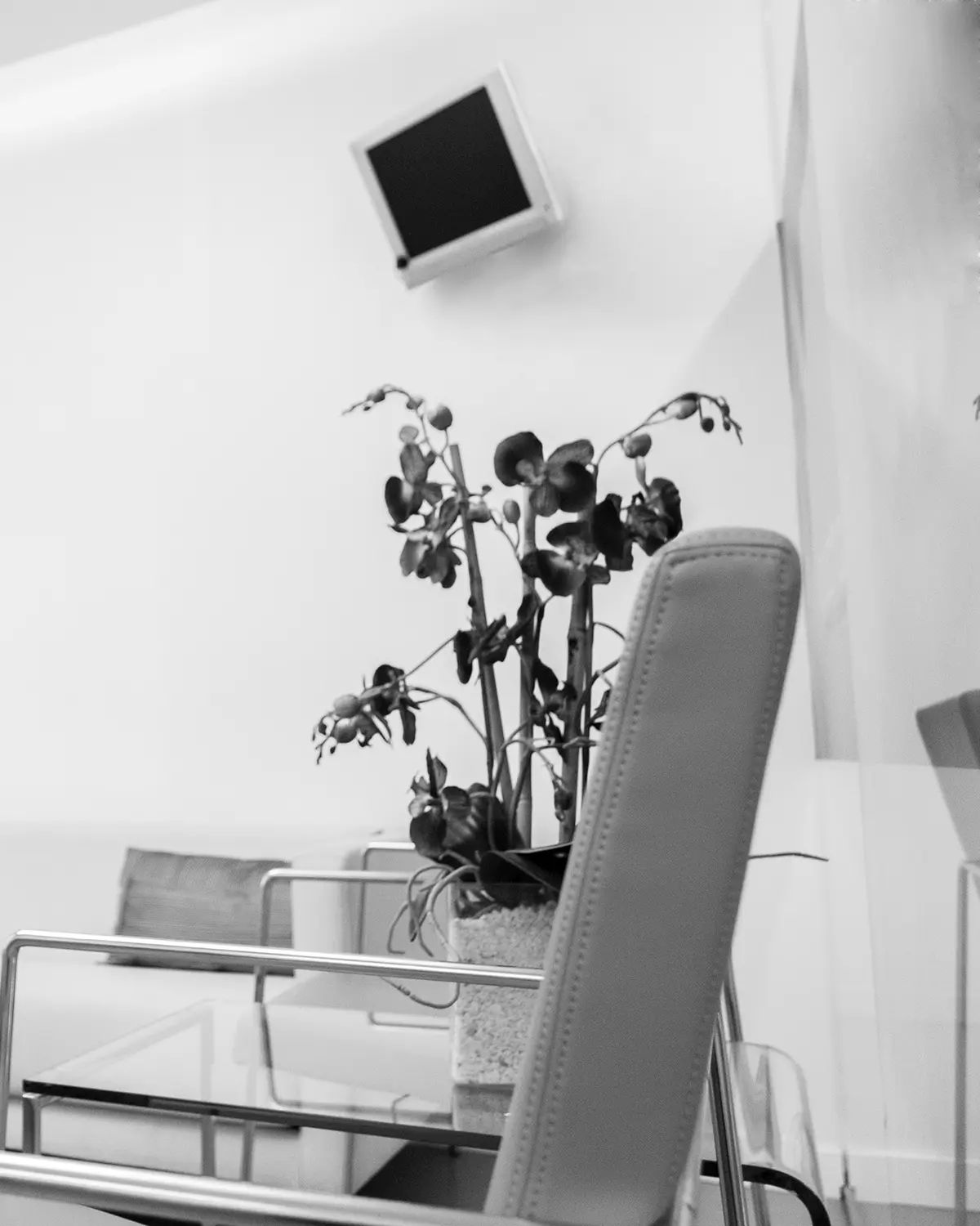 The clinic’s waiting room with a sofa and orchids